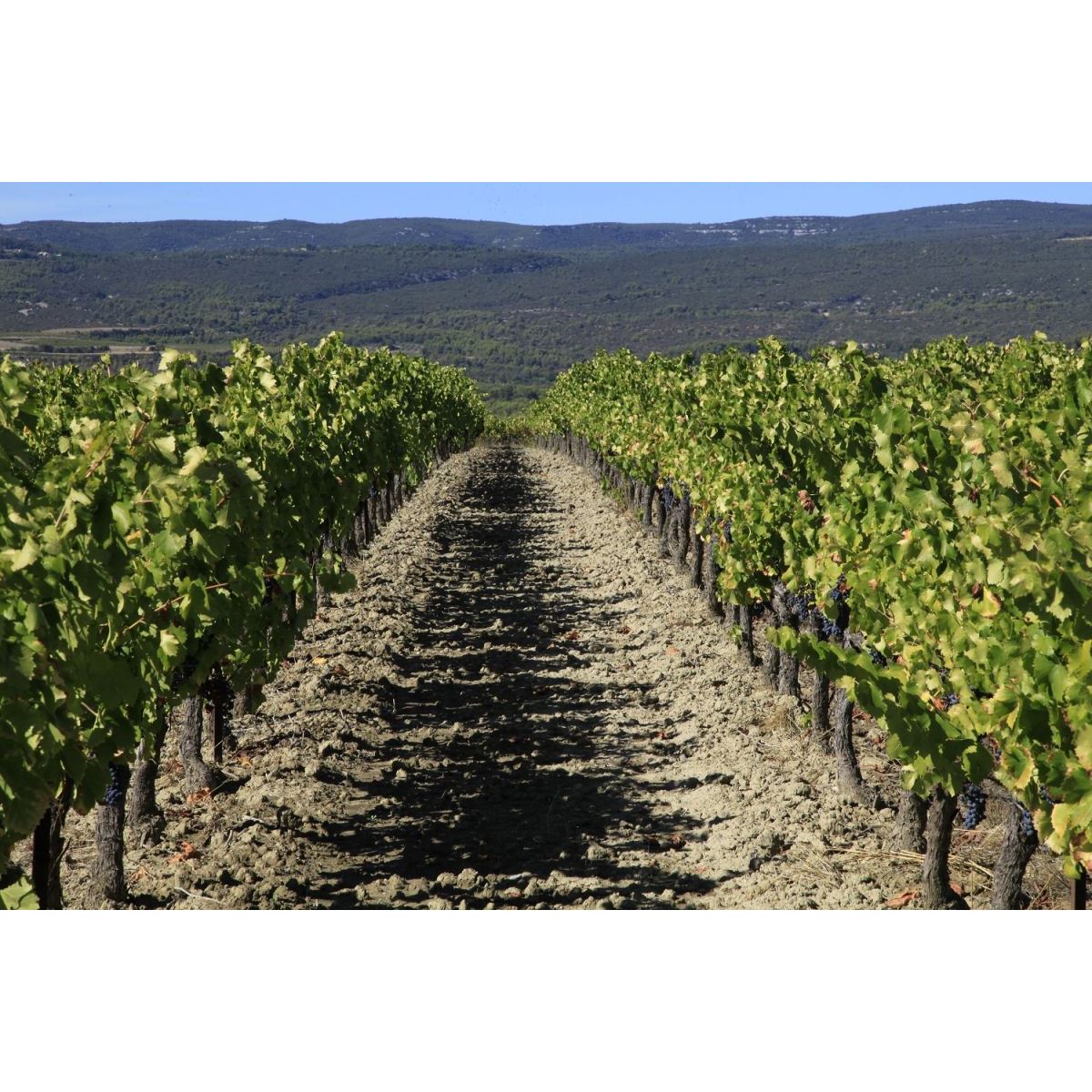 3 magnums de vin 150cl Ventoux Rouge "A mon père" 2020 Vin rouge Vignoble Chasson - Chateau Blanc - The Best of Provence