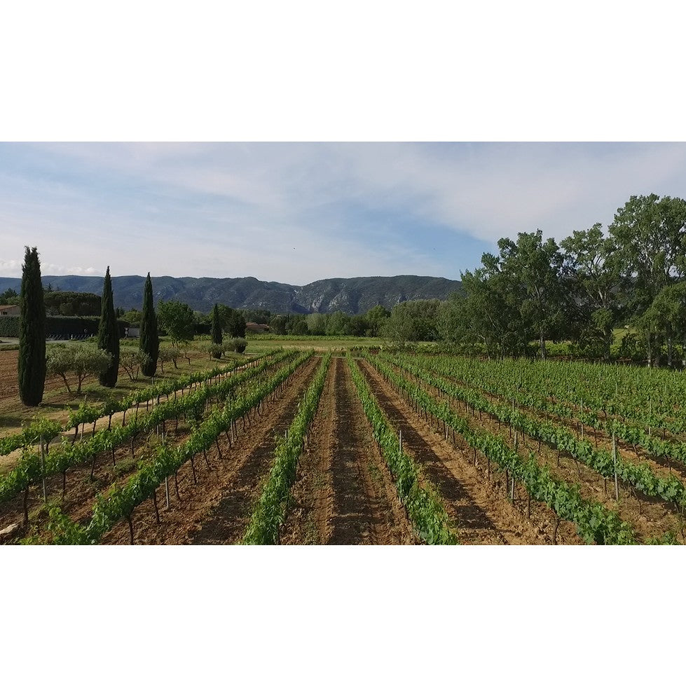 6 bouteilles de vin 75cl IGP Vaucluse Rouge "Les Oliviers" 2019
