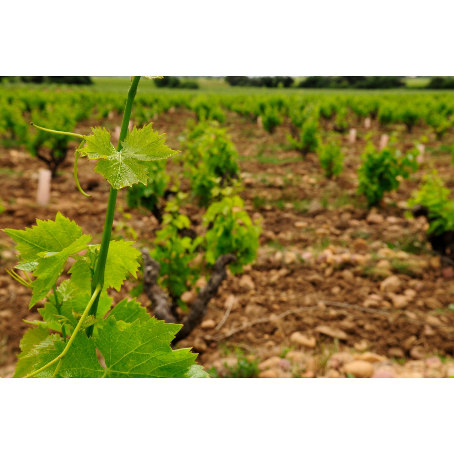 6 bouteilles de vin 75cl AOP Luberon Bio Rouge "Oppidum" 2020